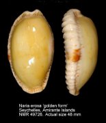 Erosaria erosa (golden form)